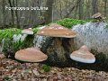 Fomitopsis betulina-amf1537